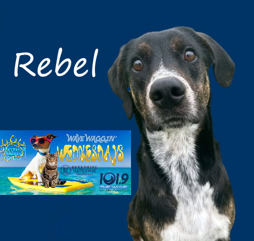 rebel