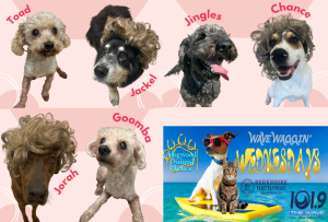 waggin 6 3 26