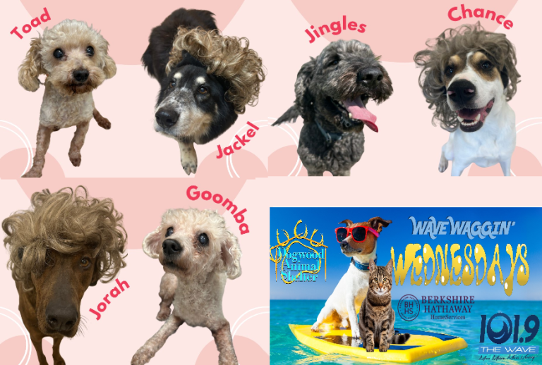 waggin 6 3 26