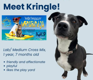 kringle
