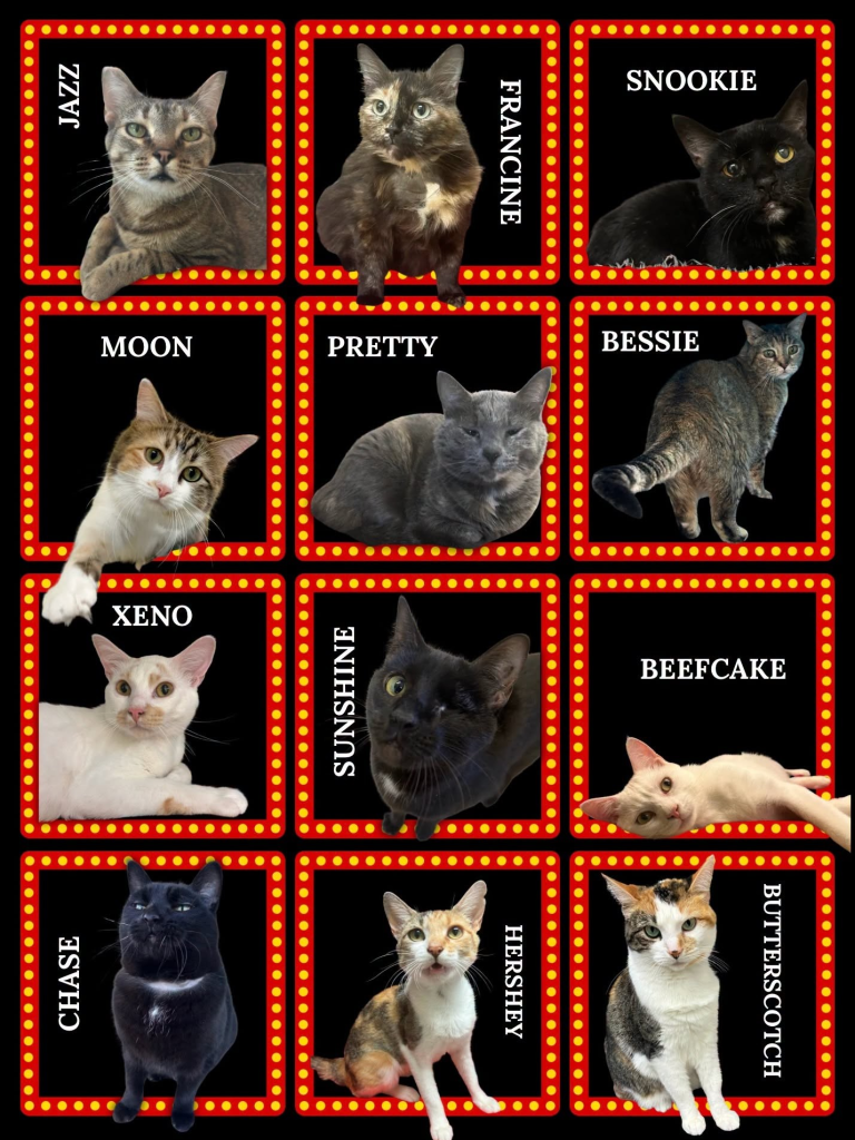 cat carnival cats