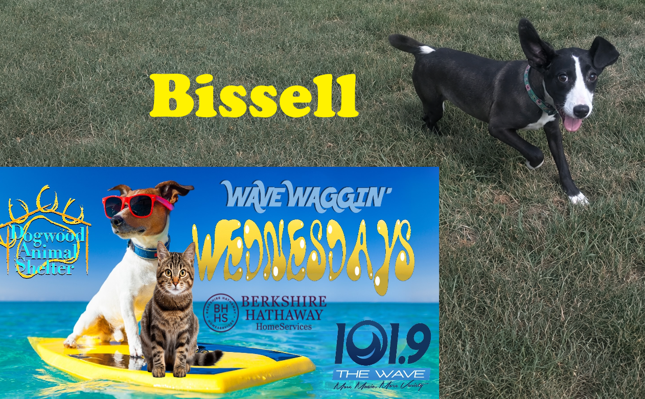 bissell
